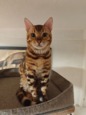 Bengal Kitten Bengalkatze Brown Rosetted Zauberhafte