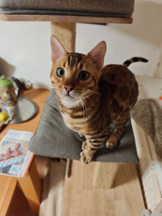 Bengal Kitten Bengalkatze Brown Rosetted Zauberhafte
