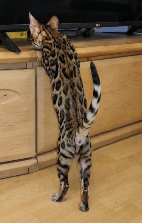 Bengal Kitten Bengalkatze Brown Rosetted Zauberhafte