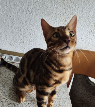 Bengal Kitten Bengalkatze Brown Rosetted Zauberhafte