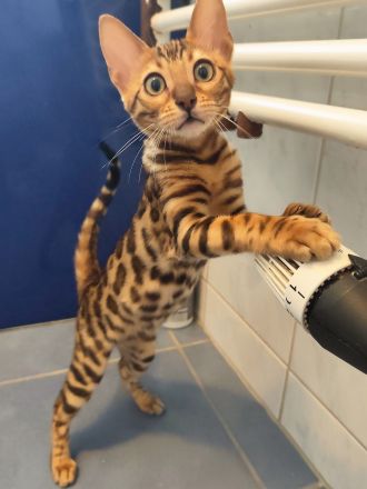 Bengal Kitten Bengalkatze Brown Rosetted