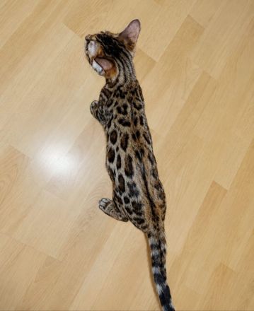 Bengal Kitten Bengalkatze Brown Rosetted Zauberhafte