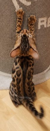 Bengal Kitten Bengalkatze Brown Rosetted Zauberhafte