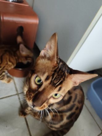 Bengal Kitten Bengalkatze Brown Rosetted Zauberhafte