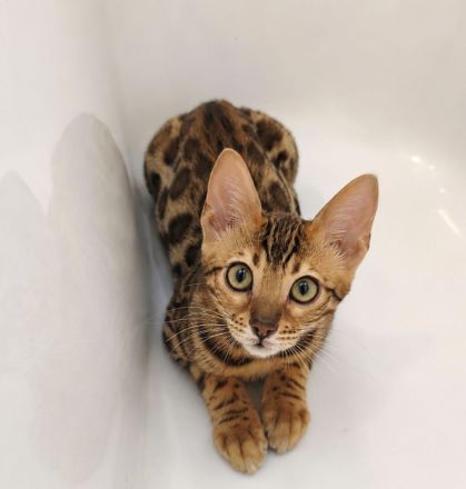 Bengal Kitten Bengalkatze Brown Rosetted