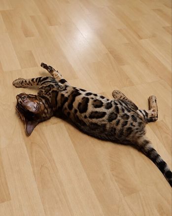 Bengal Kitten Bengalkatze Brown Rosetted Zauberhafte