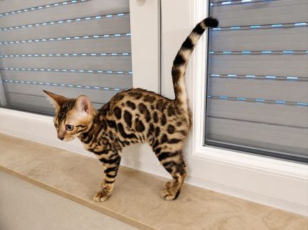 Bengal Kitten Bengalkatze Brown Rosetted Zauberhafte