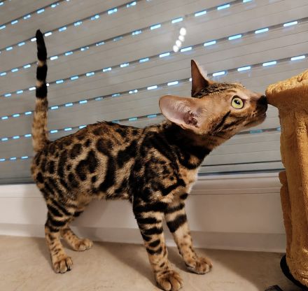 Bengal Kitten Bengalkatze Brown Rosetted Zauberhafte