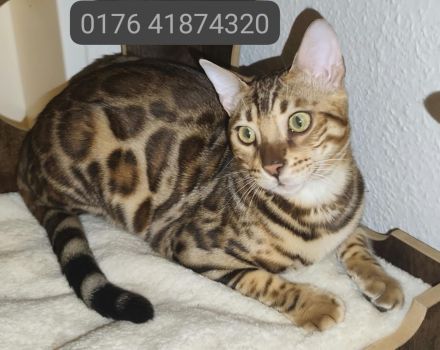 Bengal Kitten Bengalkatze Brown Rosetted Zauberhafte
