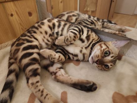 Bengal Kitten Bengalkatze Brown Rosetted Zauberhafte