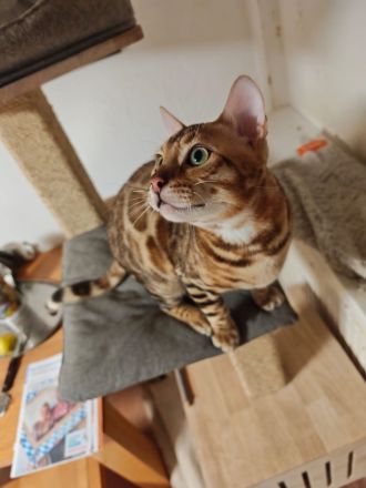 Bengal Kitten Bengalkatze Brown Rosetted Zauberhafte