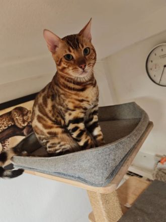 Bengal Kitten Bengalkatze Brown Rosetted Zauberhafte
