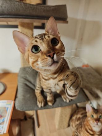 Bengal Kitten Bengalkatze Brown Rosetted Zauberhafte