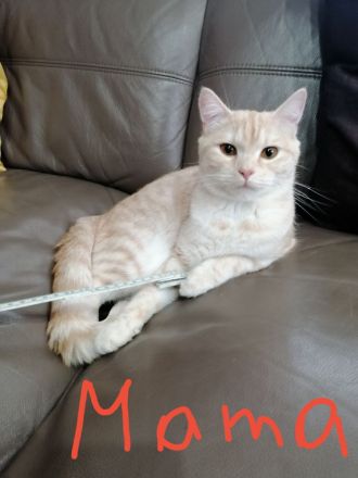 Hauskatzen