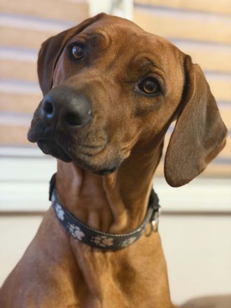 Rhodersky ridgeback