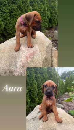 Rhodersky ridgeback