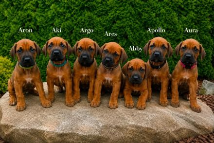 Rhodersky ridgeback