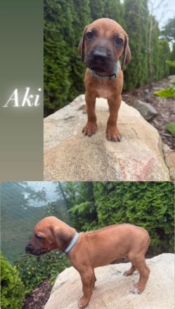 Rhodersky ridgeback