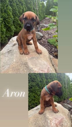 Rhodersky ridgeback