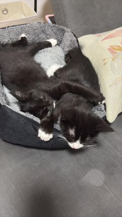 Hauskatzen