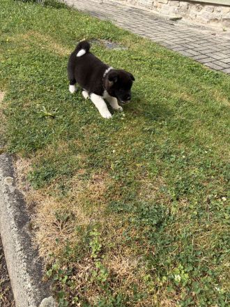 American Akita Welpen