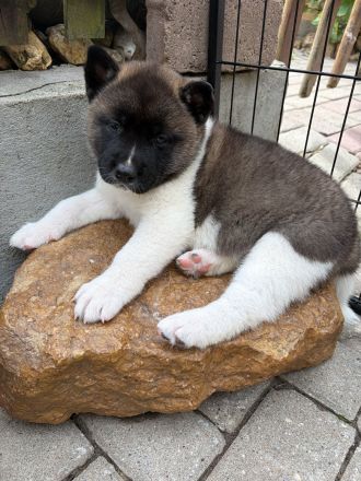 American Akita Welpen