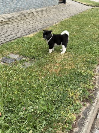 American Akita Welpen