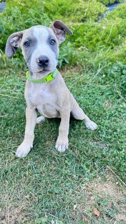 American Bully XL Welpen - liebevoll in der Familie aufgezogen ab sofort abgabebereit