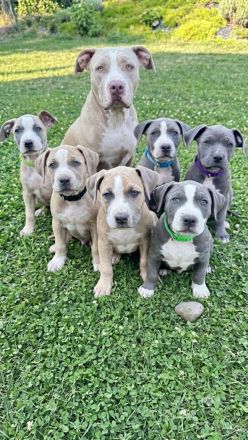 American Bully XL Welpen - liebevoll in der Familie aufgezogen ab sofort abgabebereit