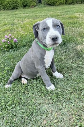American Bully XL Welpen - liebevoll in der Familie aufgezogen ab sofort abgabebereit