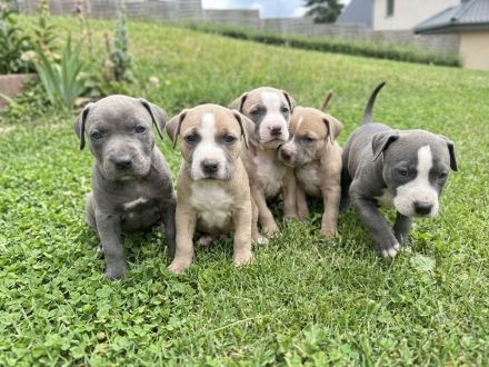 American Bully XLWelpen
