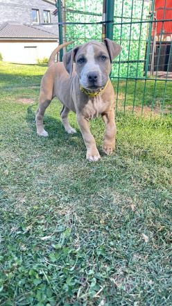 American Bully XL Welpen - liebevoll in der Familie aufgezogen ab sofort abgabebereit