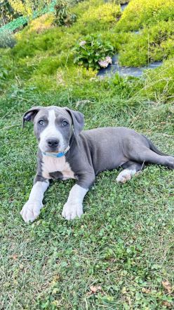 American Bully XL Welpen - liebevoll in der Familie aufgezogen ab sofort abgabebereit