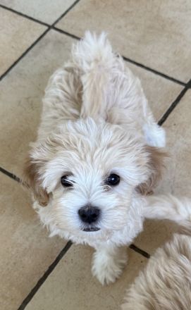 Maltipoo Welpen