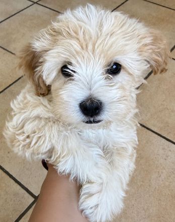 Maltipoo Welpen