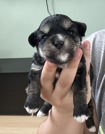 Morkie Welpen