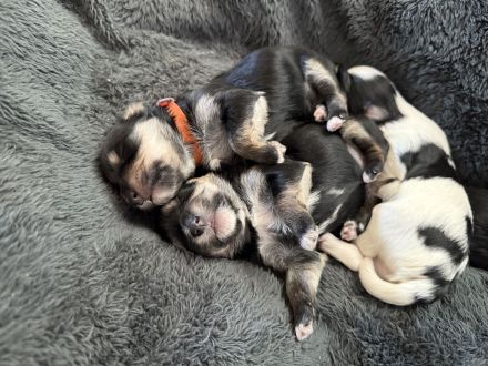 Morkie Welpen