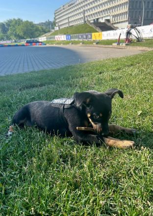 Harika ist fröhlich, aktiv und verschmust.
