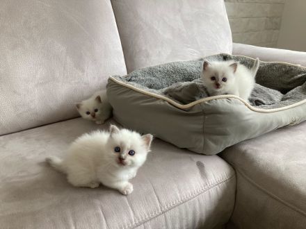 Biete Rassekatzen Kitten Heilige Birma