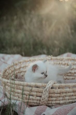 Biete Rassekatzen Kitten Heilige Birma