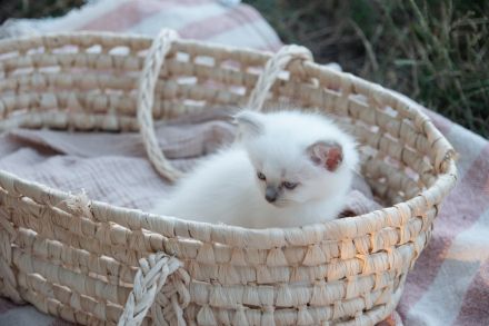 Biete Rassekatzen Kitten Heilige Birma