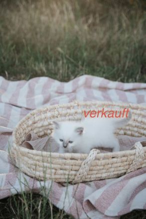 Biete Rassekatze Kitten Heilige Birma weibl.