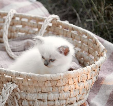 Biete Rassekatze Kitten Heilige Birma weibl.