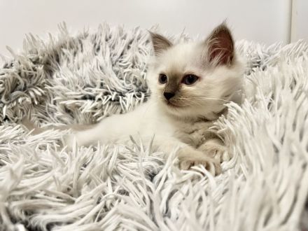Biete Rassekatze Kitten Heilige Birma weibl.