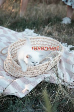Biete Rassekatze Kitten Heilige Birma weibl.