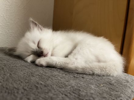 Biete Rassekatze Kitten Heilige Birma weibl.