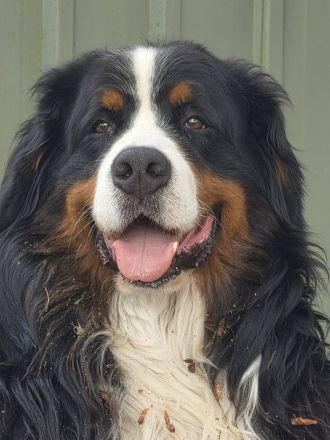 Deckrüde Berner Sennenhund