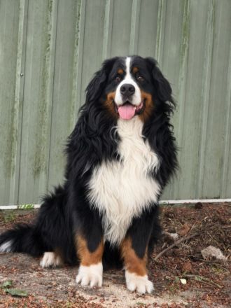 Deckrüde Berner Sennenhund