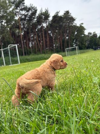 Goldendoodle Medium F1 Welpen