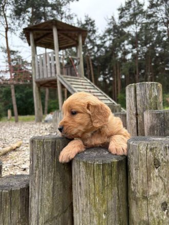Goldendoodle Medium F1 Welpen